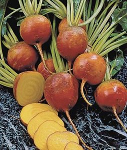 Golden Beets by Burpee